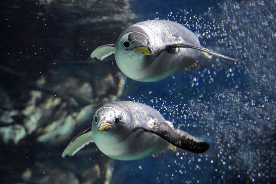 Due pinguini all'Acquario di Genova