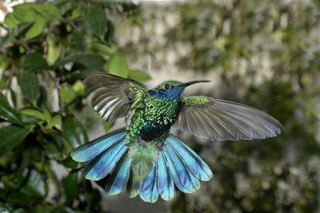 Un colibrì all'Acquario di Genova