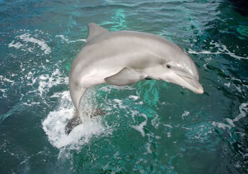 Un delfino all'Acquario di Genova