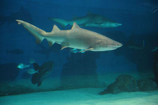 La vasca degli squali