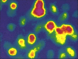 Cellule