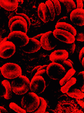 Il sangue